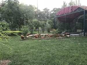 thumbnail: Garden