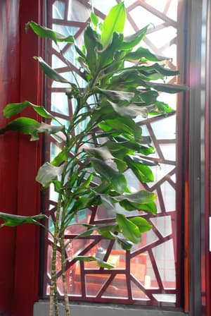 thumbnail: Balcony