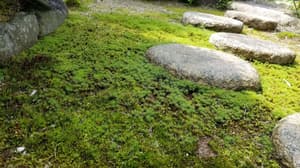 thumbnail: Garden