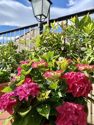 thumbnail: Sundeck