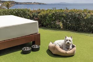 thumbnail: Pet-friendly amenities