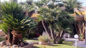 thumbnail: Garden