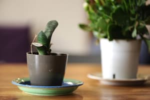 thumbnail: Garden