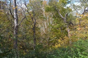 thumbnail: Garden