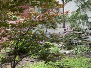 thumbnail: Garden