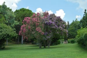 thumbnail: Garden