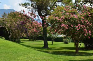 thumbnail: Garden