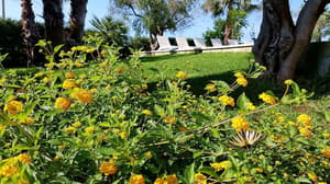 thumbnail: Garden