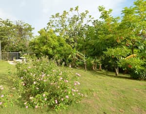 thumbnail: Garden