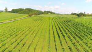 thumbnail: Vineyard