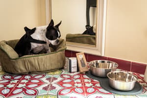 thumbnail: Pet-friendly amenities