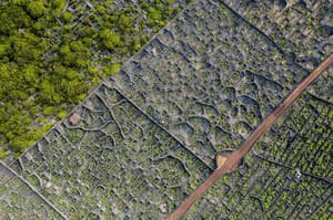 thumbnail: Vineyard view