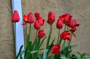 thumbnail: Garden