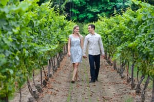 thumbnail: Vineyard