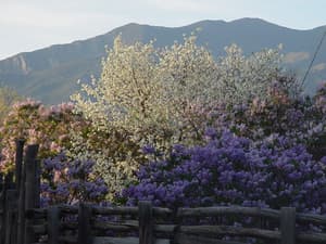 thumbnail: Garden