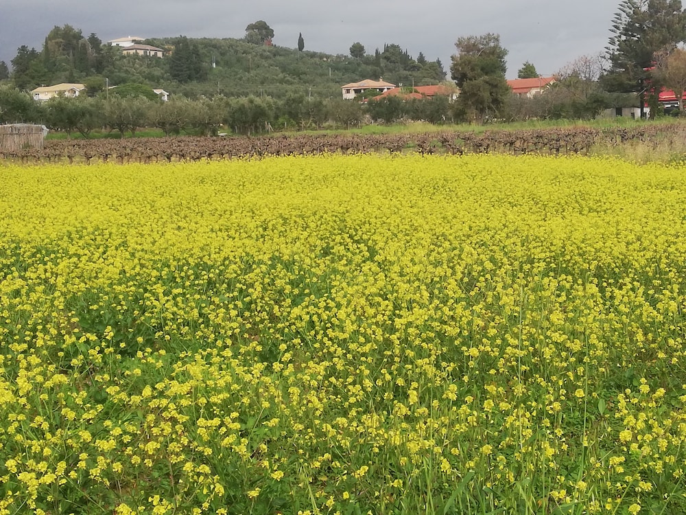 Vineyard view