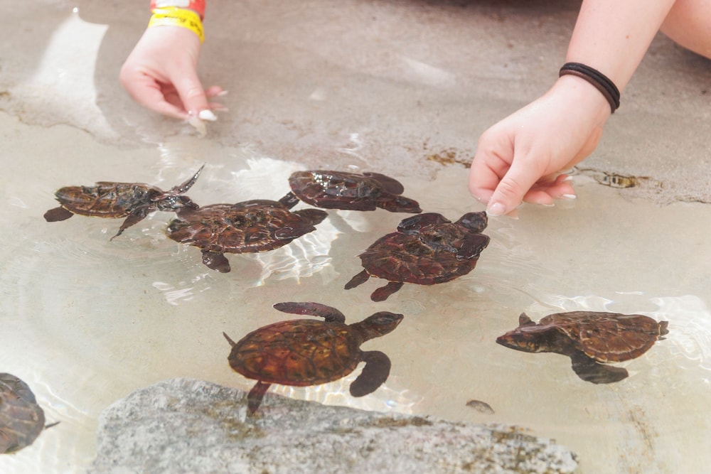 Children's activities