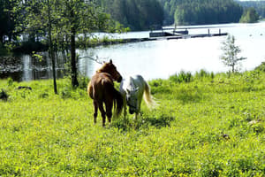 thumbnail: Horseback riding