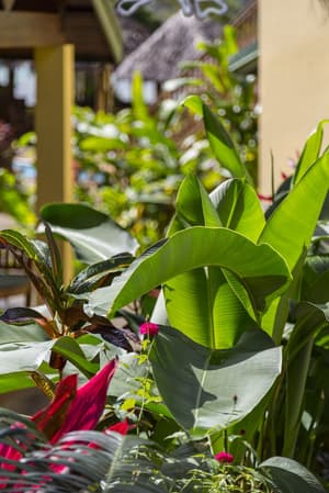 thumbnail: Garden