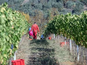 thumbnail: Winery