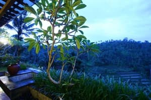 thumbnail: General view