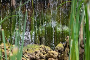 thumbnail: Garden