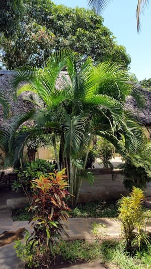 thumbnail: Garden view