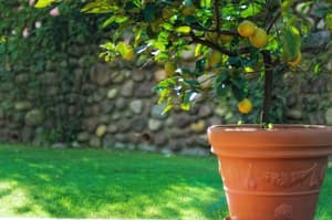 thumbnail: Garden