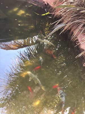 thumbnail: Property grounds