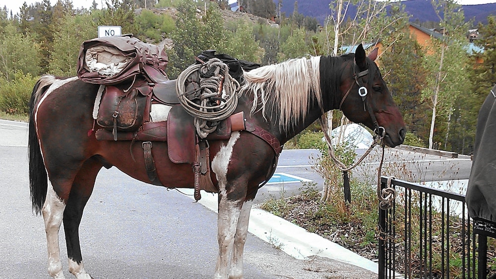 Horseback riding