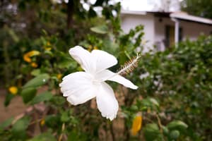 thumbnail: Garden