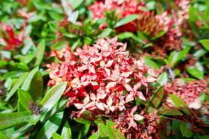 thumbnail: Garden