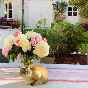 thumbnail: Outdoor dining