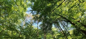 thumbnail: Land view from property