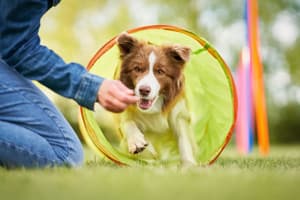 thumbnail: Pet-friendly amenities