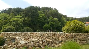 thumbnail: Garden