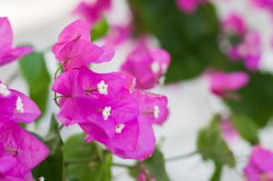 thumbnail: Garden