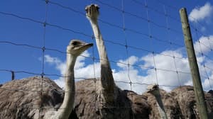 thumbnail: Safari