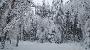 thumbnail: Garden view