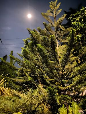 thumbnail: Garden view
