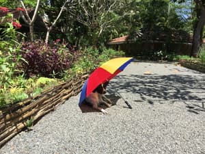 thumbnail: Garden