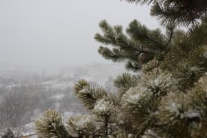thumbnail: Garden