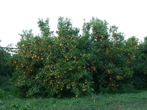 thumbnail: Garden