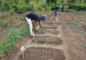 thumbnail: Garden