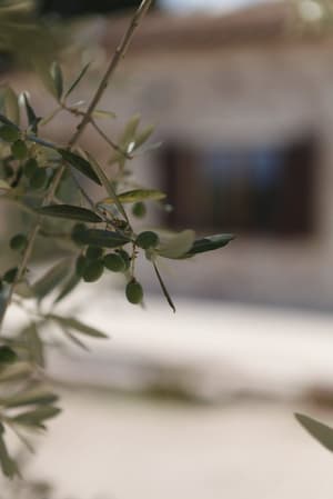 thumbnail: Exterior detail