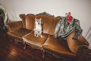 thumbnail: Interior