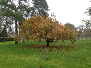 thumbnail: Garden