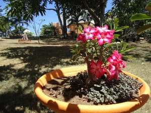 thumbnail: Garden