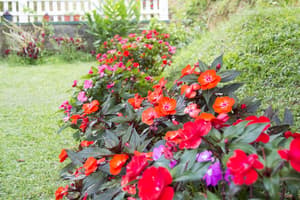 thumbnail: Garden