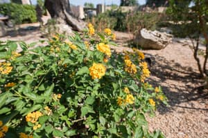 thumbnail: Garden